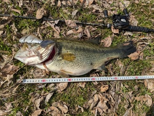 ブラックバスの釣果