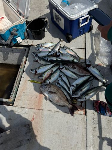 タイの釣果