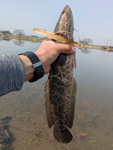 ライギョの釣果