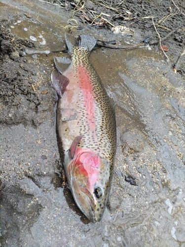 ニジマスの釣果