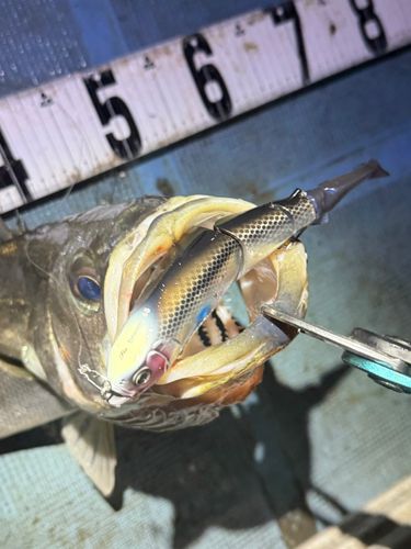 シーバスの釣果