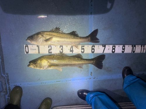 シーバスの釣果