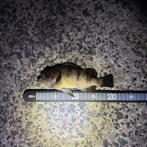 メバルの釣果