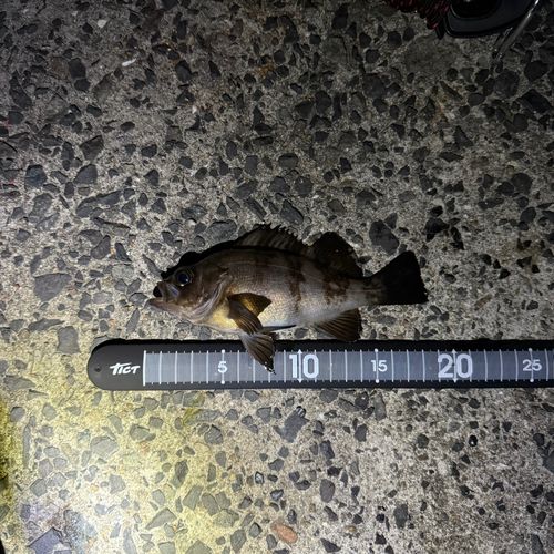 メバルの釣果