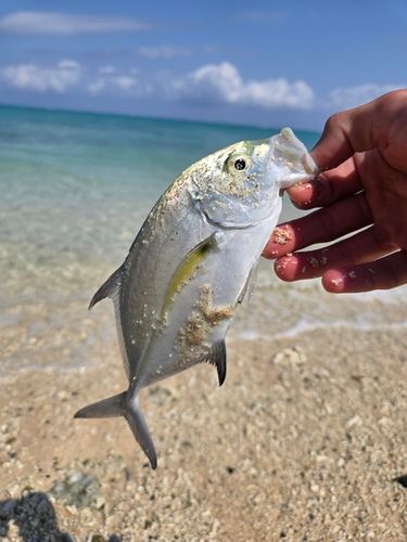 カスミアジの釣果