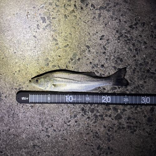 セイゴ（マルスズキ）の釣果
