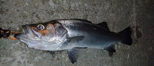 ヒラスズキの釣果