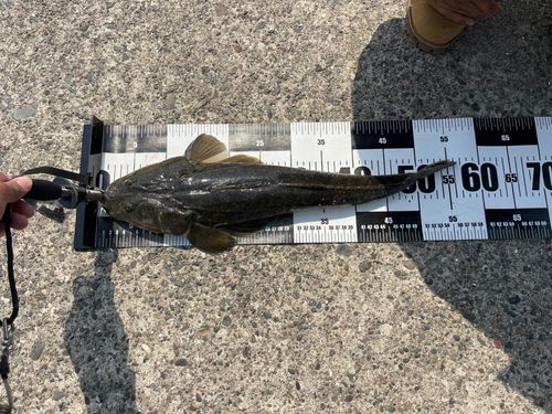 マゴチの釣果