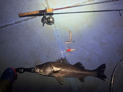 シーバスの釣果