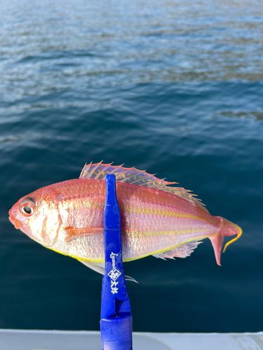 ソコイトヨリの釣果