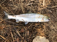 ヤマメの釣果