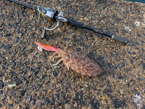 コウイカの釣果