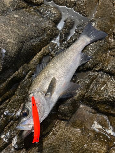 ヒラスズキの釣果