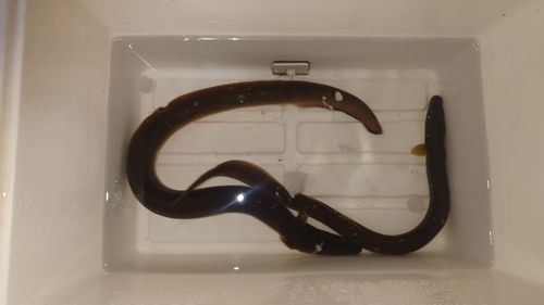 ウナギの釣果