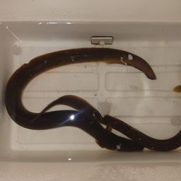 ウナギ