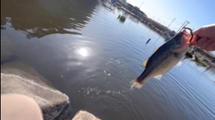 ラージマウスバスの釣果