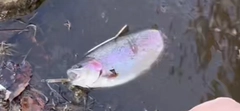 ニジマスの釣果