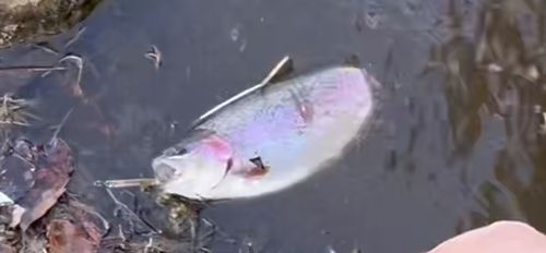 ニジマスの釣果