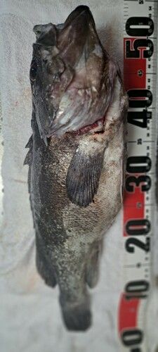 ソイの釣果