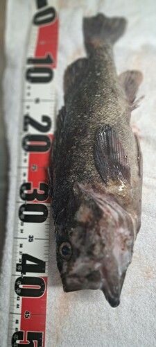 ソイの釣果