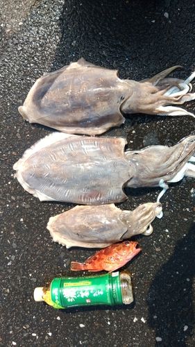 モンゴウイカの釣果