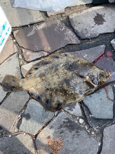 ホシガレイの釣果