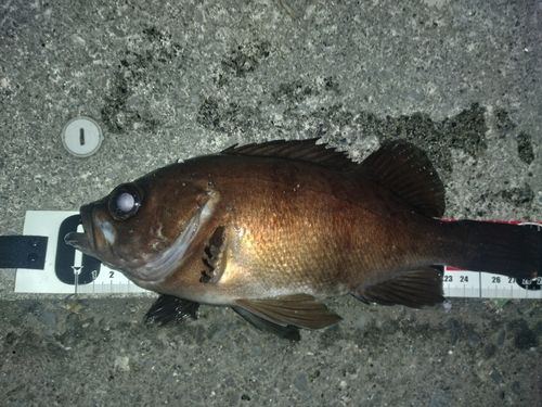 クロメバルの釣果