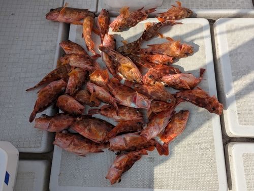 アラカブの釣果