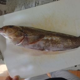 アイナメ