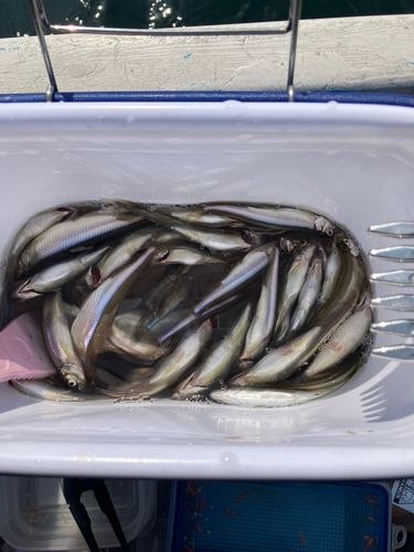 ワカサギの釣果