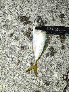 マアジの釣果