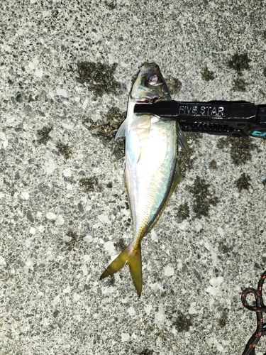 マアジの釣果