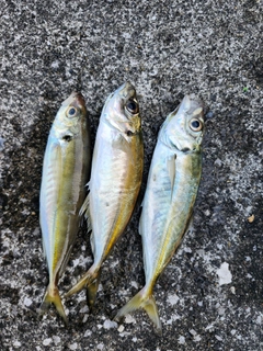 マアジの釣果