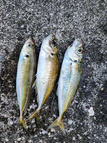 マアジの釣果