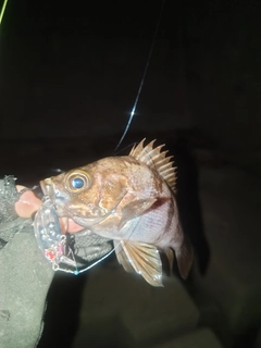 メバルの釣果