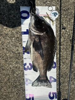 チヌの釣果