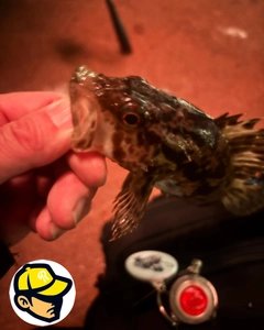 タケノコメバルの釣果