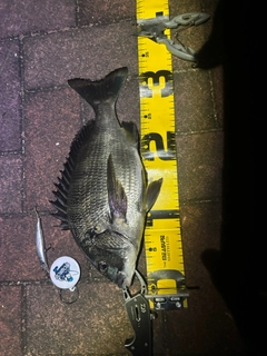 チヌの釣果