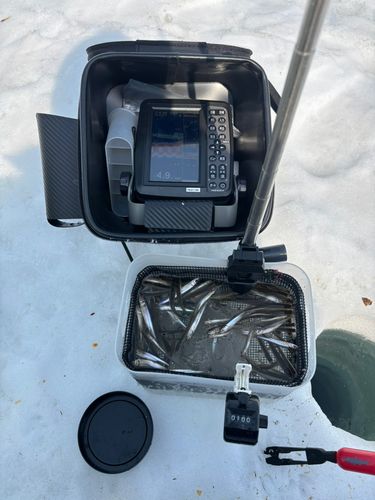 ワカサギの釣果