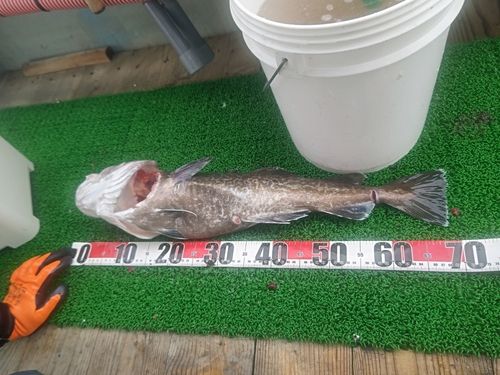 タラの釣果