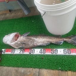 タラ