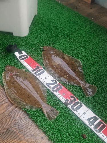 ミズクサガレイの釣果