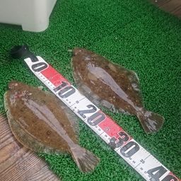 ミズクサガレイ