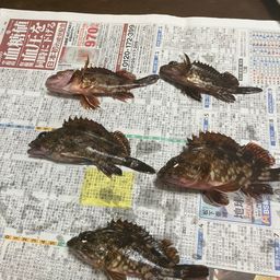 カサゴ