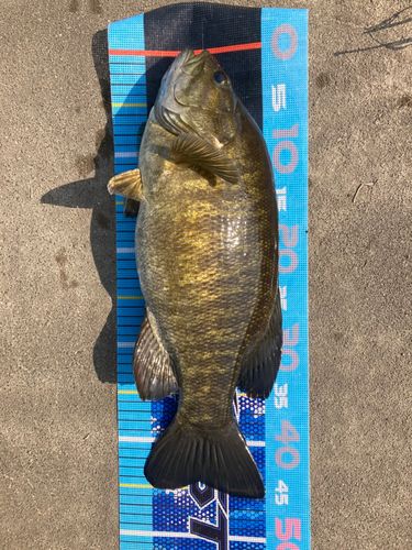 スモールマウスバスの釣果