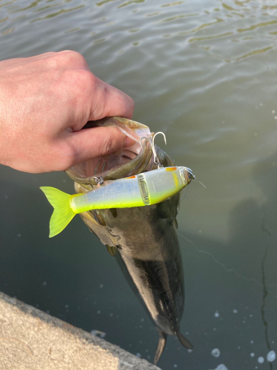 スモールマウスバス