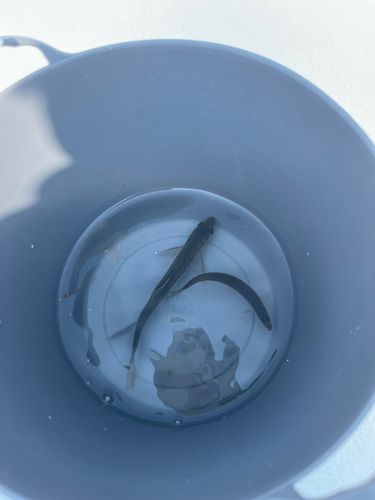 ワカサギの釣果