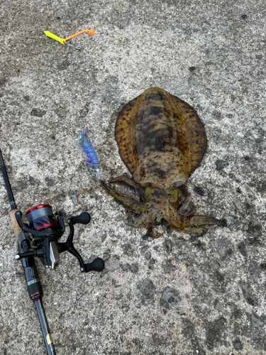 アオリイカの釣果