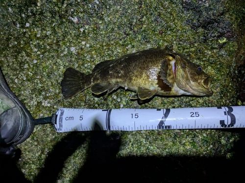 タケノコメバルの釣果