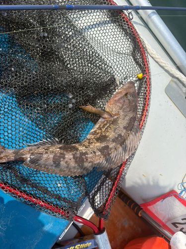 アイナメの釣果